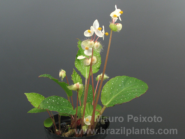 B. rhizocarpa